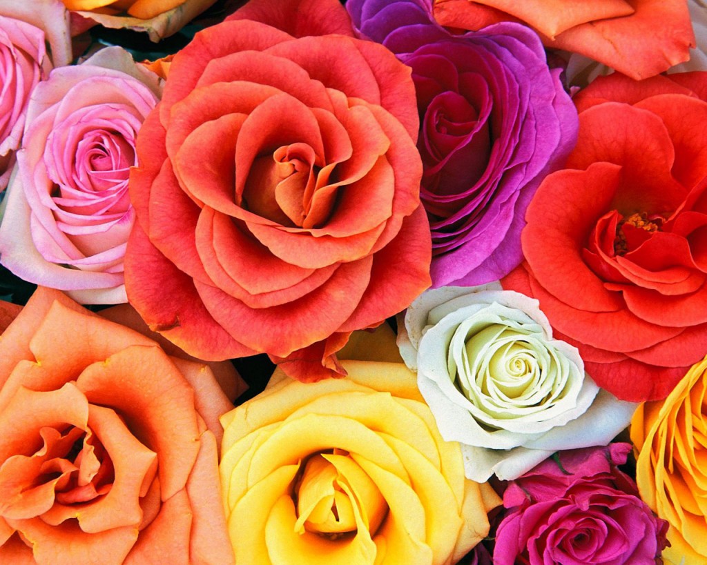 Roses Types